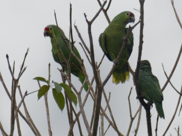 <h3><a href="/trips/costa-rica/biota/animalia/chordata/aves/027 psittaciformes/003 psittacidae/amazona autumnalis/amazona autumnalis-nl.html">Amazona&nbsp;autumnalis</a> / Red‑lored&nbsp;amazon / Geelwangamazone</h3>OM-1 Mark II met M.300mm F4.0 + MC-14, 1/2000 sec  bij F5.6, ISO 1000